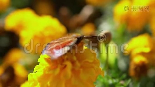 美丽的蝴蝶孔雀眼在黄花上采集花蜜..视频