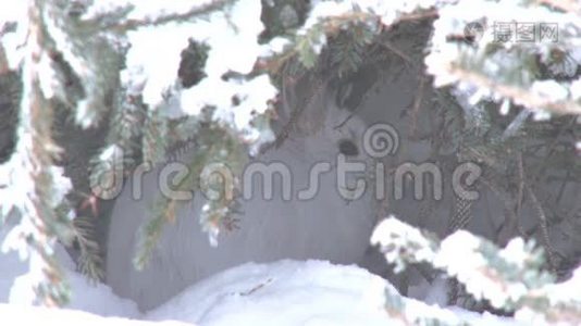 雪鞋野兔躲在雪地里逃跑视频