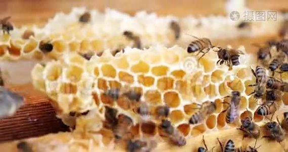 蜜蜂蜂巢的框架。 养蜂人收获蜂蜜。 养蜂人检查蜂箱。视频