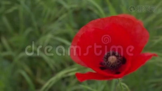 野粟红花.视频