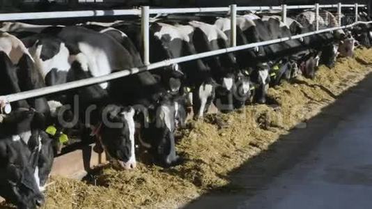 在农场喂牛视频