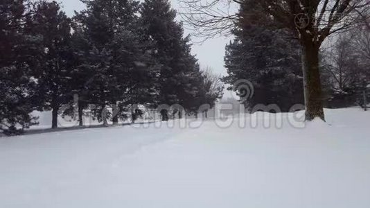 雪暴暴雪与常青树。 带树区的雪花自然场景。 北雪天气风景区视频