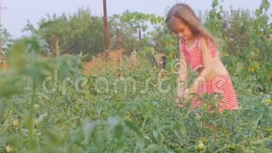 小女孩在花园里收集西红柿视频