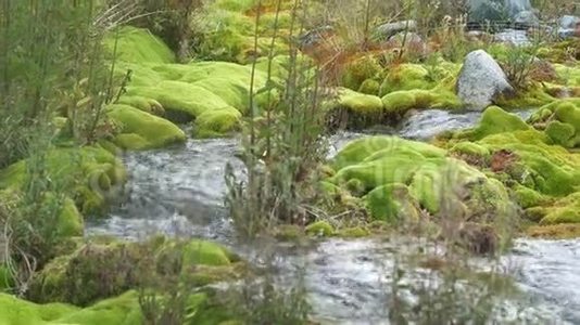 山间小溪的石头上长满了绿色的苔藓。清澈纯净的水流在苔藓间流动。4公里视频