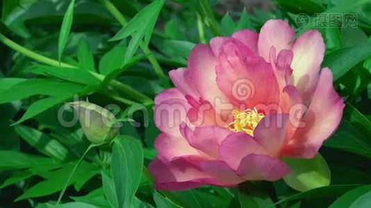 4k近景植物园内的粉红盛开的花朵、柔嫩的花朵、娇嫩的自然灌木植物视频