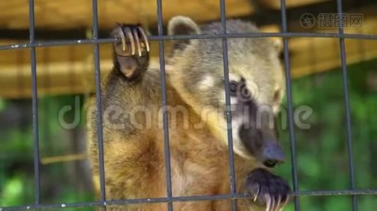 库蒂被困在动物园的笼子里。 动物暴力概念视频