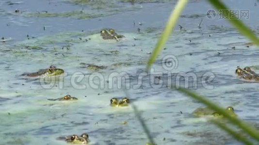 许多绿色的青蛙漂浮在水面上。视频
