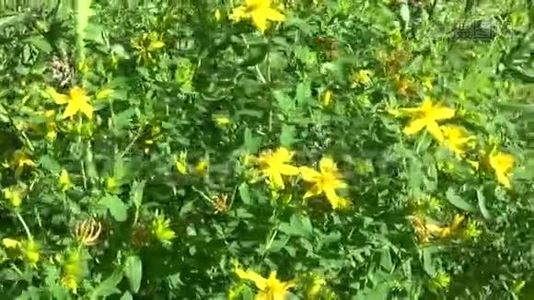 圣约翰`麦汁，田间有花的药用植物。视频