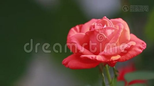 美丽的粉红色红花，花园里有水滴。 雨露中的玫瑰，特写，动态场景，调色视频视频