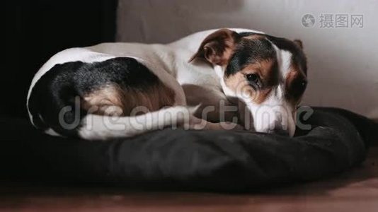 杰克·罗素狗躺在枕头上。视频