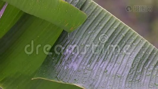 雨下的香蕉树叶子视频