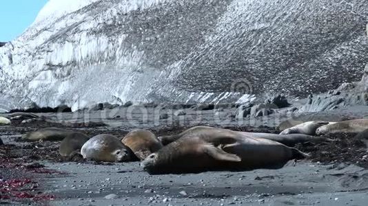 海豹躺在海滩上。安德列夫。视频