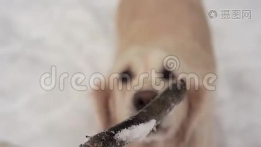 大自然中的宠物-一只美丽的金毛猎犬在冬天白雪覆盖的森林里用棍子和主人玩耍视频