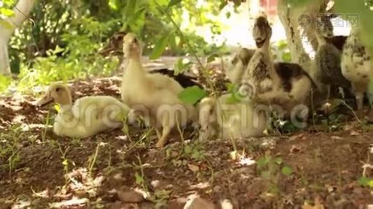 在一个阳光明媚的好日子里，小鸡们去散步。 有趣的肮脏的小鸭子在绿树下寻找食物和休息。 在舞会上的乐趣视频