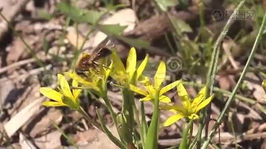 春天的花儿里有蜜蜂。视频