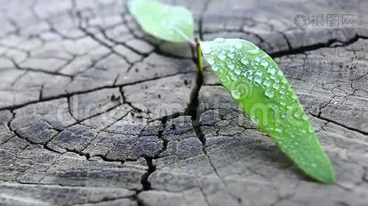 有雨滴的绿色植物视频