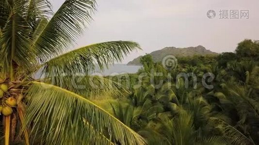 椰子树种植园雄蜂鸟瞰美景。4k视频视频