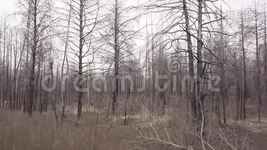 火灾后森林的鸟瞰图视频
