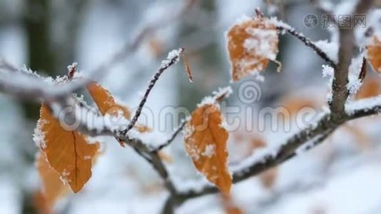 叶冬天雪冻.视频