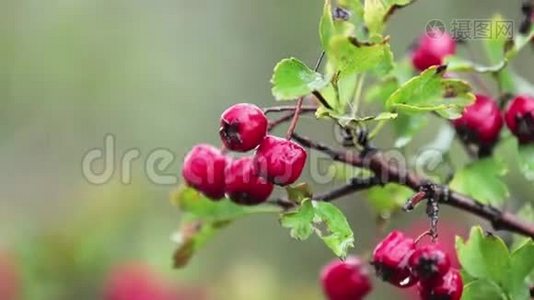 山楂枝上有红色浆果，秋雨水滴，微风视频