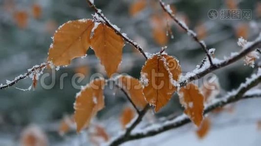 叶冬天雪冻.视频