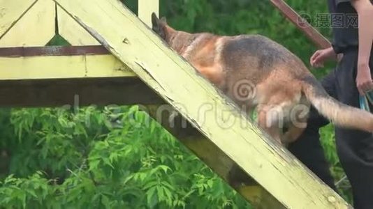 牧羊犬正慢慢地搬到楼上。视频