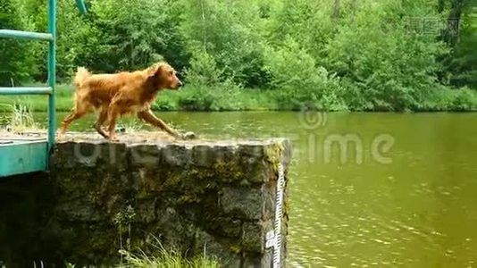 找回狗棍。 金毛猎犬在湖中跳跃和游泳视频