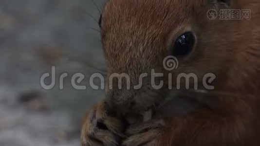 夏天，一只橙色的松鼠吃森林里一块地的坚果视频