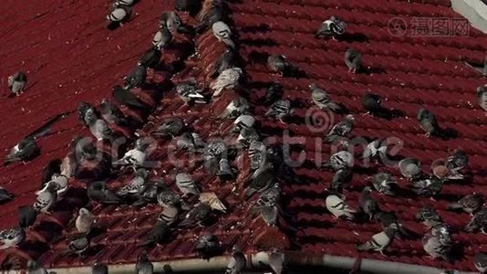 一群鸽子坐在屋顶上，屋顶上布满了金属碎片视频