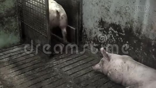 养猪场有许多猪视频