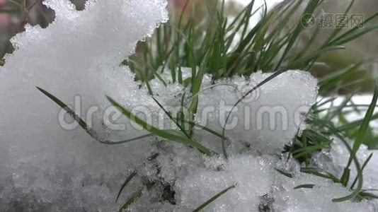 雪背景下的青草视频