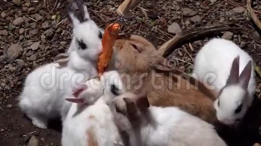用胡萝卜喂养小兔子视频