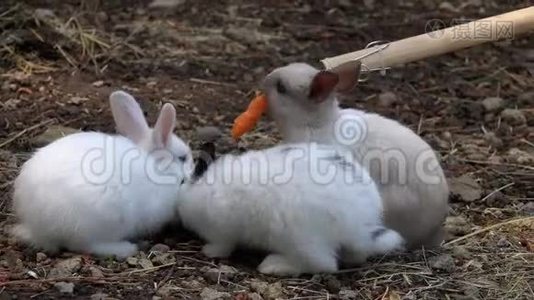 用胡萝卜喂养小兔子视频