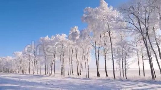 冬季靠近森林的运动，阳光照耀，霜冻和雪在树木上滑行视频