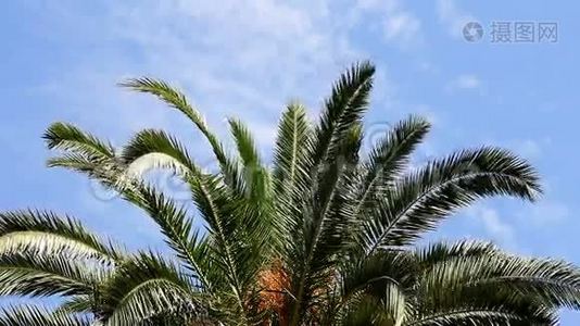 棕榈叶和蓝天视频