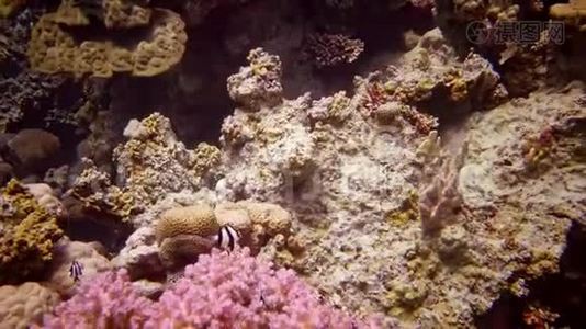 红海的珊瑚礁。 珊瑚的触须捕捉浮游生物，并在水中摇摆视频