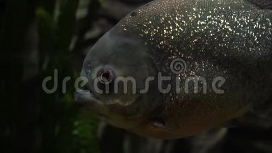 河流或水族馆中的皮拉尼亚鱼。视频