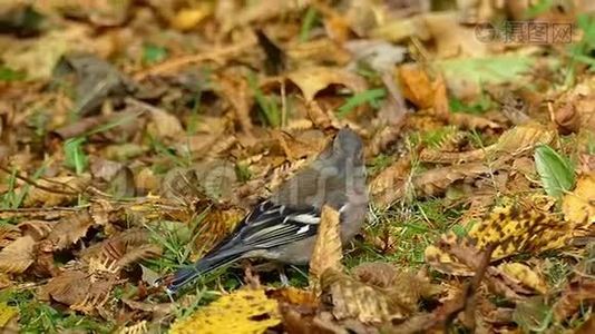 秋天，一只棕色的小麻雀走在灰色的石头上，在懒懒中视频