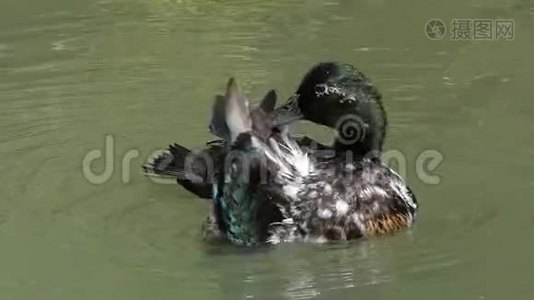 一只斑鸭在浅沼的湖水中清理羽毛视频