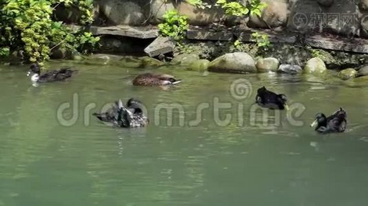 五只棕鸭在斯洛莫湖一起游泳视频