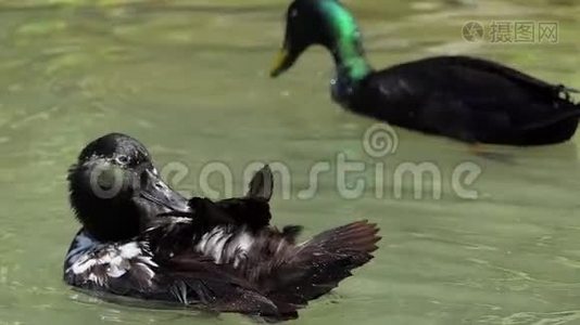 一只鸭子清理羽毛，第二只鸭子在懒懒中有趣地潜水视频