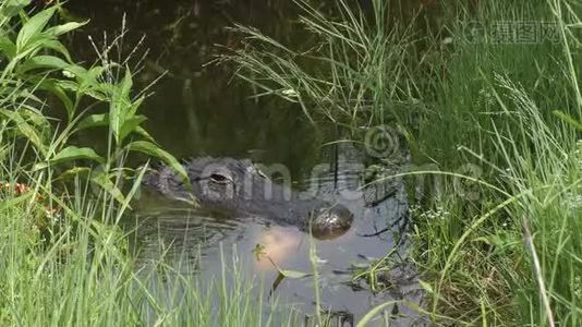 在佛罗里达湿地吃大鱼的鳄鱼视频