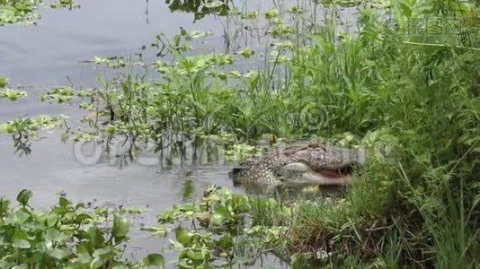 佛罗里达湿地的鳄鱼以大鱼为食视频