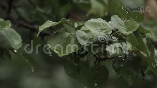 雨点落在绿叶上，雨点落在林间..视频