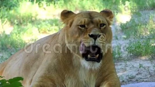 阳光明媚的一天，一只母狮子正在动物园里用滑稽的方式舔它的爪子视频