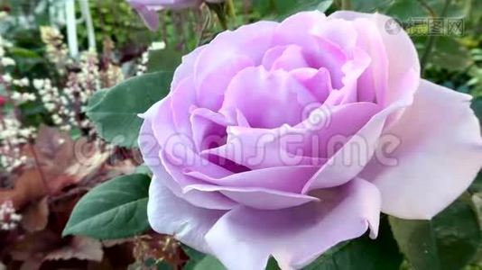 莫夫玫瑰。 一朵美丽的大花。视频