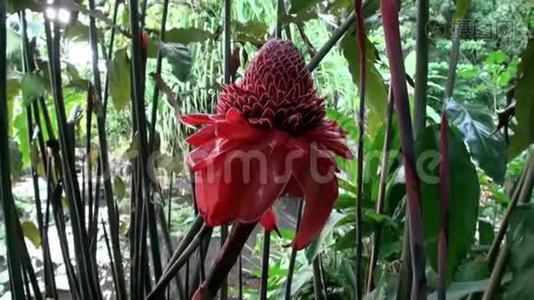 塔希提岛法属波利尼西亚的外来红花和植物。视频