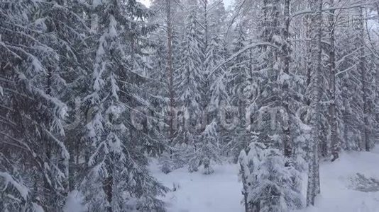 拍摄被雪覆盖的森林。摄像机自下而上的移动。视频