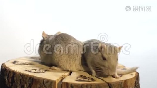 两只毛茸茸的老鼠坐在装饰好的木桩上，在它转动的时候嗅着它视频