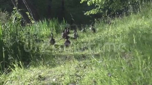 夏天阳光明媚的一天，鸭子和成年小鸭子在湖边的草地上嬉戏视频